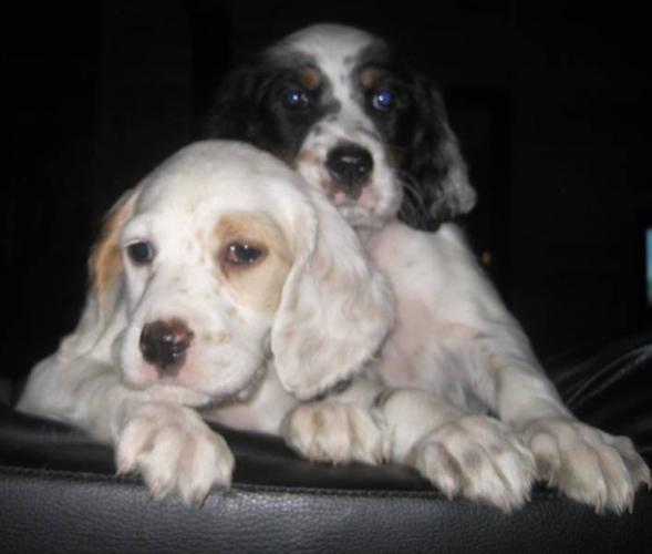 English Setter Puppies - Ready To Go - New Price for sale ...