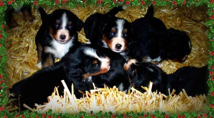 ~*~ Beautiful Bernese Mountain Dog Puppies ~*~