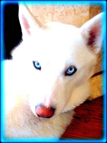 ???? ??? Rare Snow White Pure Siberian Husky Puppies ??? ????