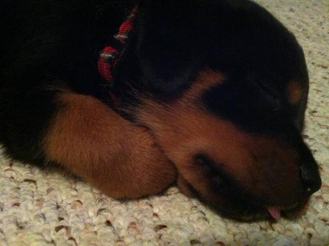 1 female Rottweiler Puppy for sale in Beaver Bank, Nova ...