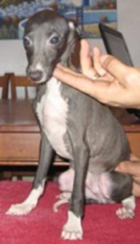 1 yearl old brown and white Italian Greyhound boy