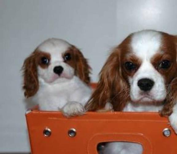 $1000 - CKC Cavalier King Charles Puppies -Only 1 left!