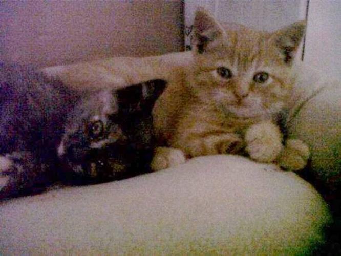 2 cute kittens