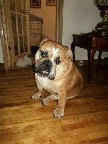 2 ENGLISH BULLDOGS ( MALE 14 MONTHS OLD AND FEMALE 8 YRS OLD)