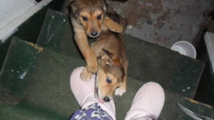 2 puppies to give away to good homes
