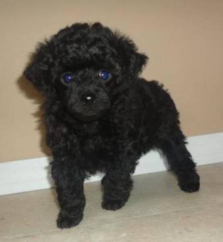 2 SILVER FEMALE TEACUP SIZE TOY POODLES