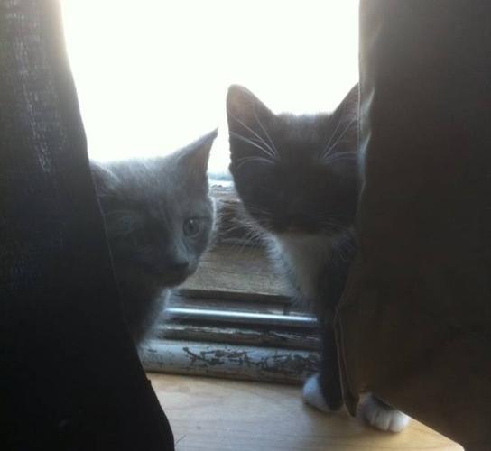 3 beautiful kittens urgently need homes