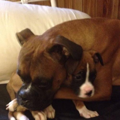 Adorable boxer pups