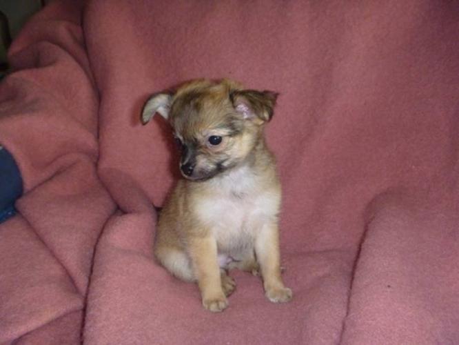 Adorable Chihuahua puppies ready for a loving home.