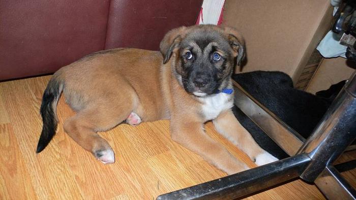 Adorable Male Shepard Cross Puppy For Sale