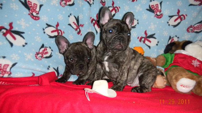 ADORABLE REG'D FRENCHIES
