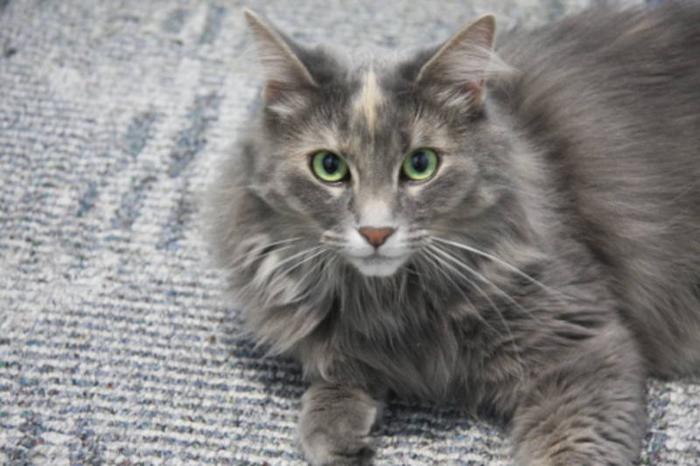 Adult Female Cat - Domestic Long Hair-gray Tortoiseshell: 