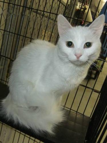 Adult Female Cat - Domestic Medium Hair-white: 