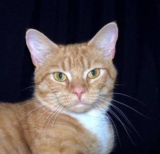 Adult Female Cat - Domestic Short Hair - orange and white: 