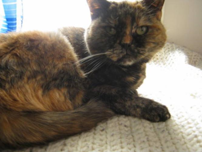 Adult Female Cat - Domestic Short Hair Tortoiseshell: 