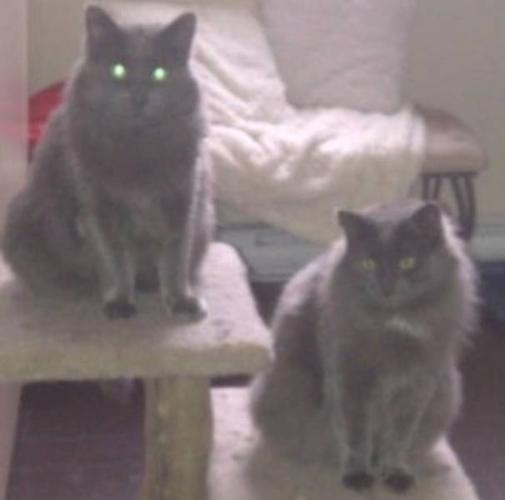 Adult Male Cat - Domestic Medium Hair-gray: 