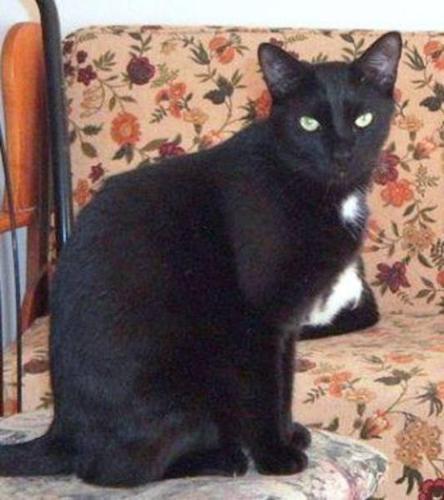 Adult Male Cat - Domestic Short Hair-black: 