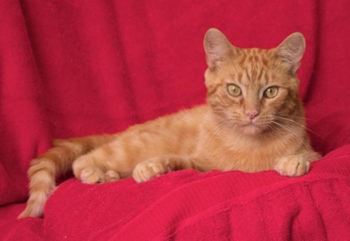 Adult Male Cat - Domestic Short Hair-orange: 