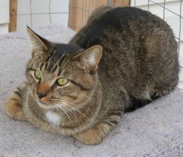 Adult Male Cat - Domestic Short Hair Tabby - Brown: 