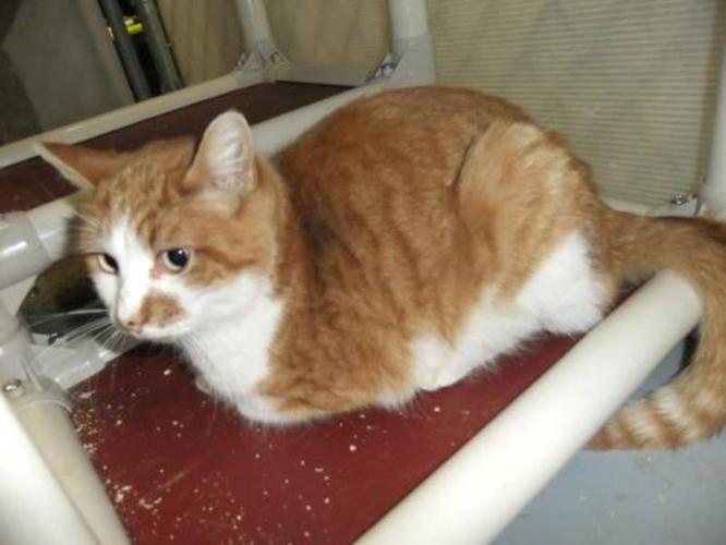 Adult Male Cat - Domestic Short Hair Tabby - Orange: 