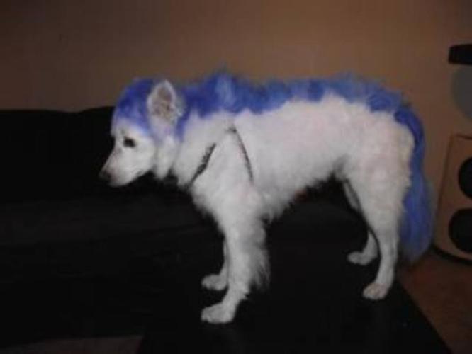 Adult Male Dog - American Eskimo Dog: 