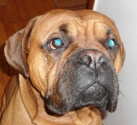 Adult Male Dog - Boxer Mastiff: 