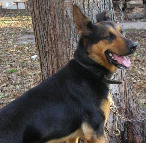 Adult Male Dog - German Shepherd Dog Labrador Retriever: 