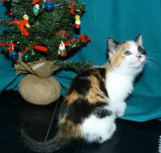 Baby Female Cat - Calico Domestic Medium Hair - orange and white