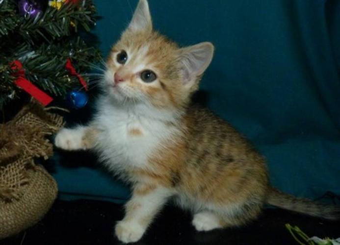 Baby Female Cat - Calico Domestic Short Hair - orange and white