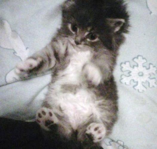 Baby Female Cat - Domestic Long Hair - gray and white