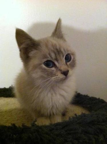 Baby Female Cat - Siamese Snowshoe: 