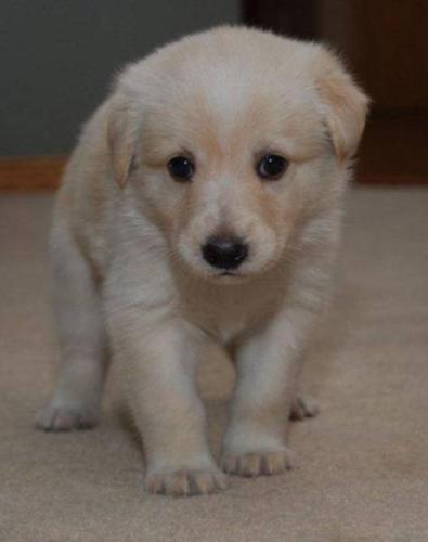 Baby Female Dog - American Eskimo Dog: 