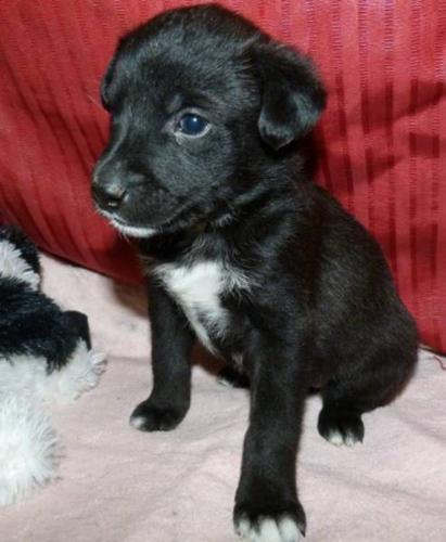 Baby Female Dog - Husky Rottweiler: 
