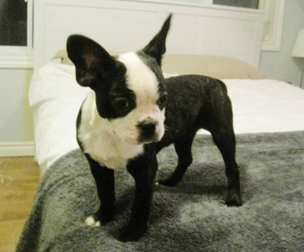 BEAUTIFUL Boston Terrier Puppy - MUST SEE - ********