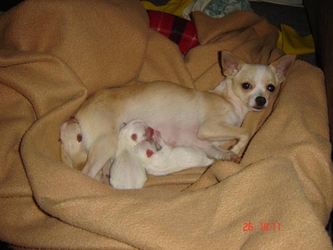 Beautiful tiny Chihuahua/ Terrier mix Puppies For Sale for