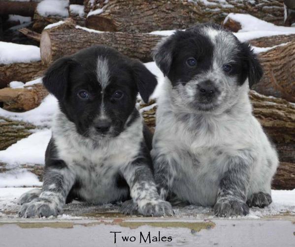 Blue Heeler x Border Collie Puppies ready now!! for sale