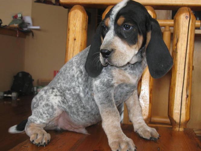 Bluetick hounds for sale