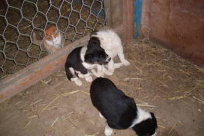 Border Collie - Australian Shepherd Puppies