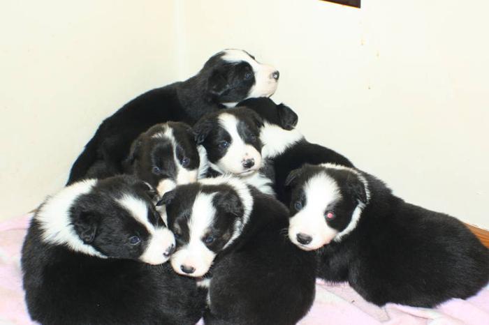 Border collie pups for sale in Winnipeg, Manitoba Nice Pets Online