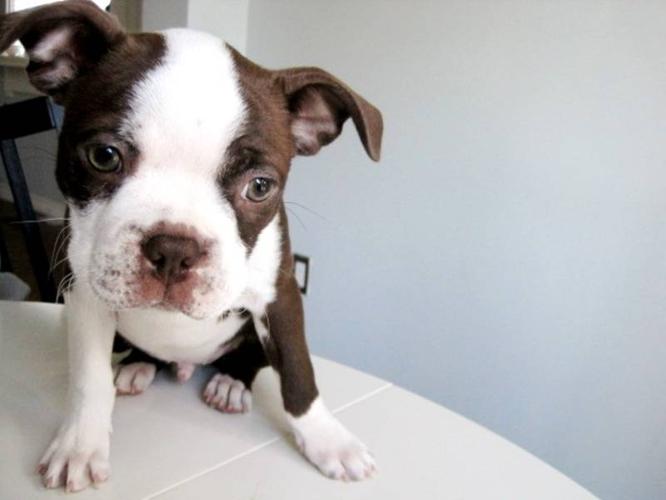 Boston Terrier Puppy CHOCOLATE/WHITE Parents AKC