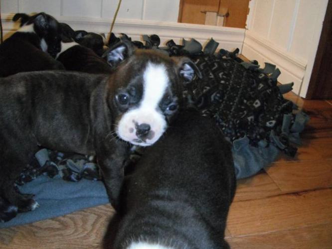 Boston Terrier Pups for sale for sale in Indian River