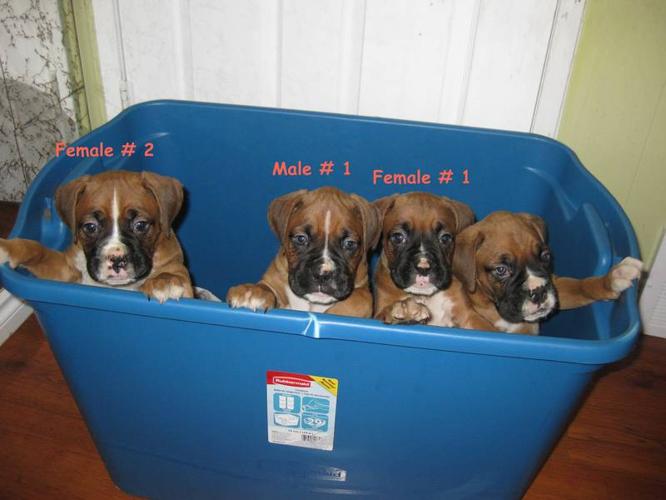 BOXER PUPPIES! $450!! LAST ONE!!! MALE!!