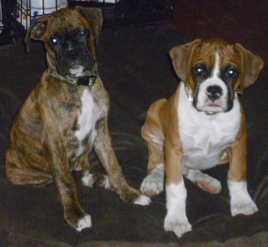 Boxer Puppies CKC Registered