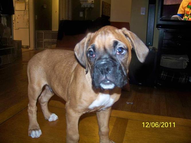 BOXER PUPPIES FOR CHRISTMAS