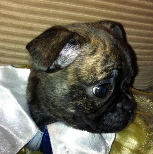bridle bugg puppies 3009725