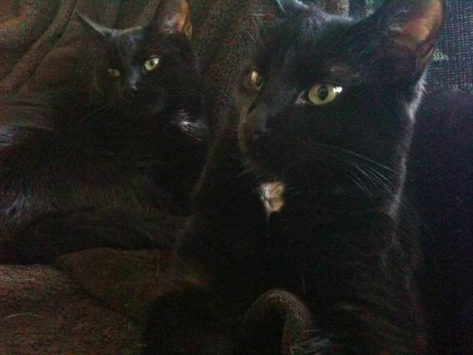 Brother / Sister Cats (2 years) for sale in Kingston ...