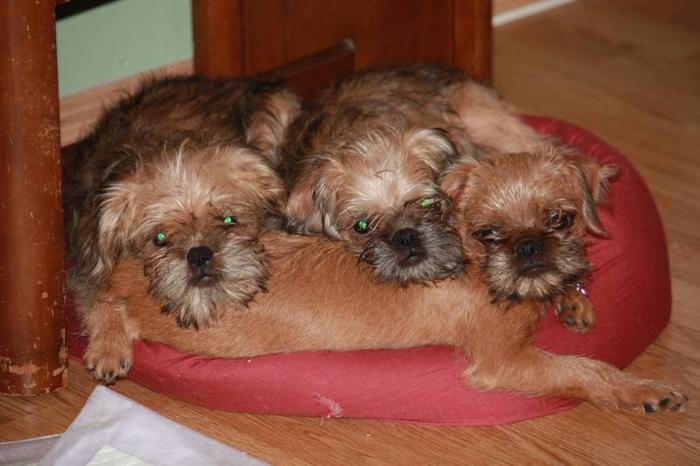 Brussels Griffon Puppies ***RARE SMALL BREED***