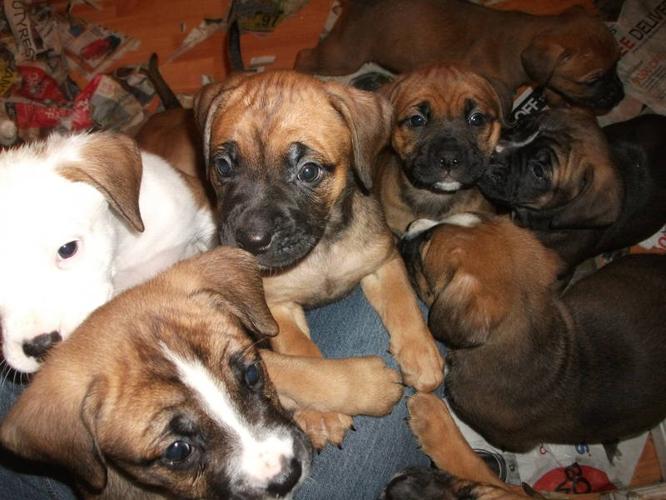 Bullmastiff cross Boxer Puppies for sale for sale in