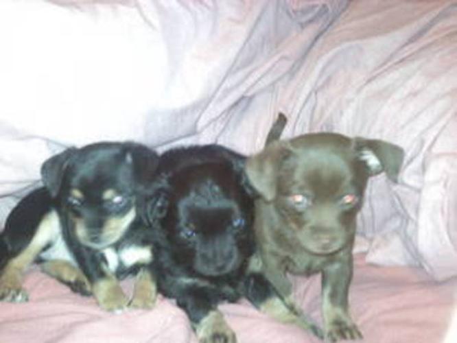 Chihuahua Puppies Looking For Looking