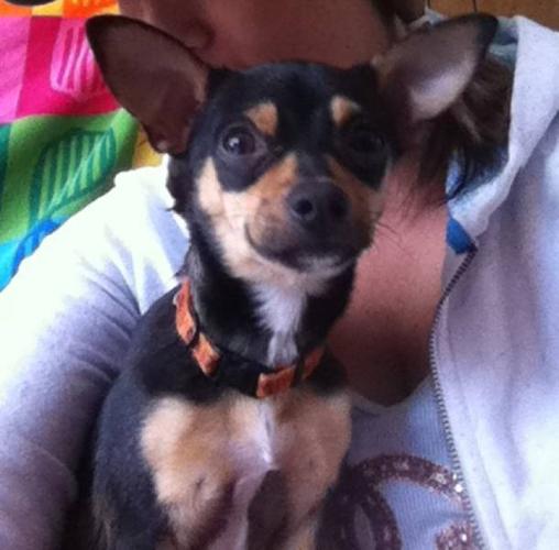 Chihuahua/rat terrier for sale